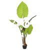 Fake Colocasia Esculenta, Plastic variegata artificial Taro, Subtropics Faux Swiss Cheese Plant For Home Garden Office