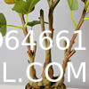 Real Touch 120cm Artificial Tree Bonsai Plant Fig Tree Ficus Carica Decorative Tree Artificial Plant Home Decor