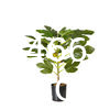Real Touch 120cm Artificial Tree Bonsai Plant Fig Tree Ficus Carica Decorative Tree Artificial Plant Home Decor