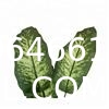 Artificial Green Dieffenbachia Plant 2 Pack - Faux Indoor Plant Spray - EverGreen Greenery For Home Or Office Decor