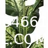 Artificial Green Dieffenbachia Plant 2 Pack - Faux Indoor Plant Spray - EverGreen Greenery For Home Or Office Decor