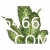 Artificial Green Dieffenbachia Plant 2 Pack - Faux Indoor Plant Spray - EverGreen Greenery For Home Or Office Decor