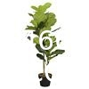 Artificial Fiddle Leaf Fig Tree/Faux Ficus Lyrata for Home Office Decoration, Ships in Silvery Gray Planter
