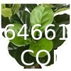 Artificial Fiddle Leaf Fig Tree/Faux Ficus Lyrata for Home Office Decoration, Ships in Silvery Gray Planter