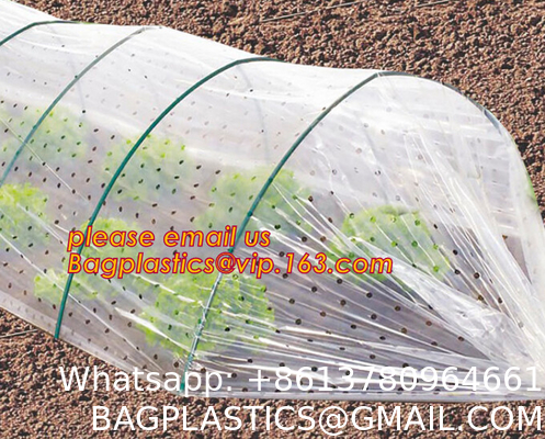 Transparent Low Tunnel Film Perforated For Culture Of Seedling Maturing Vegetables perforated red plastic mulch