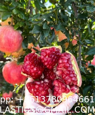 Custom Fruit Protection Bags Double-Layer Thickened Paper Bags Universal For Pear & Apple Trees Factory Wholesale Protection Bags Sunproof, Insect & Disease Resistant