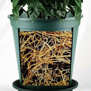 planters for indoor plants