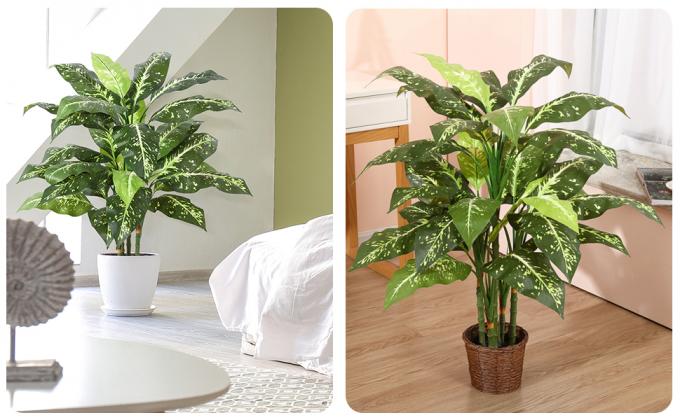 Artificial Golden Dieffenbachia Plant