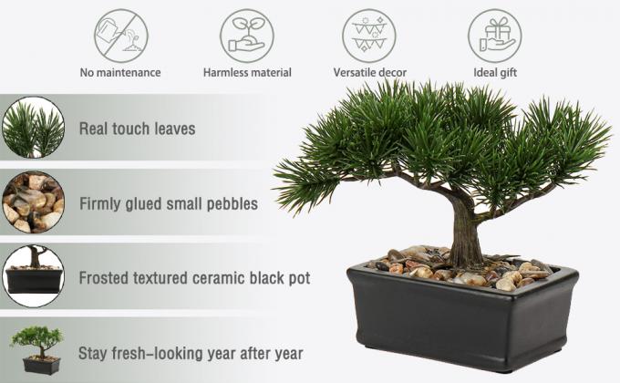 bonsai tree