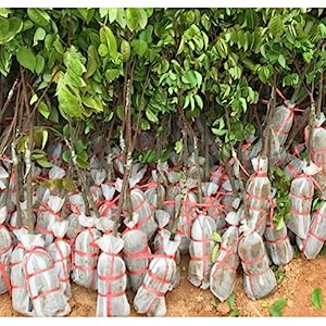 garlic seeds for planting