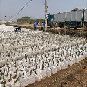 fabric containers for gardening