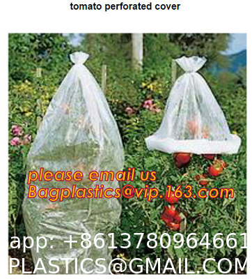 Transparent Low Tunnel Film Perforated For Culture Of Seedling Maturing Vegetables perforated red plastic mulch