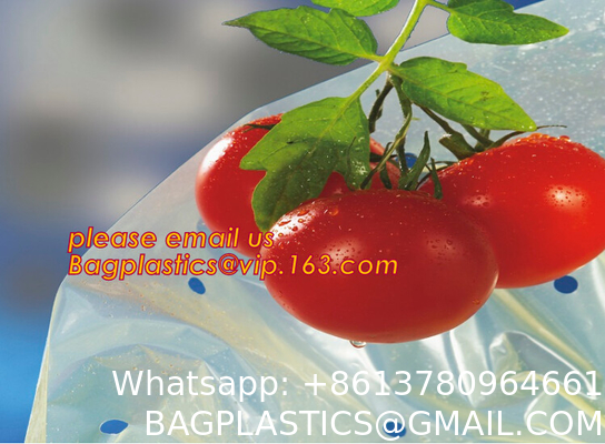 Transparent Low Tunnel Film Perforated For Culture Of Seedling Maturing Vegetables perforated red plastic mulch