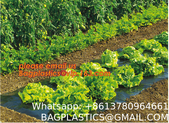 Transparent Low Tunnel Film Perforated For Culture Of Seedling Maturing Vegetables perforated red plastic mulch